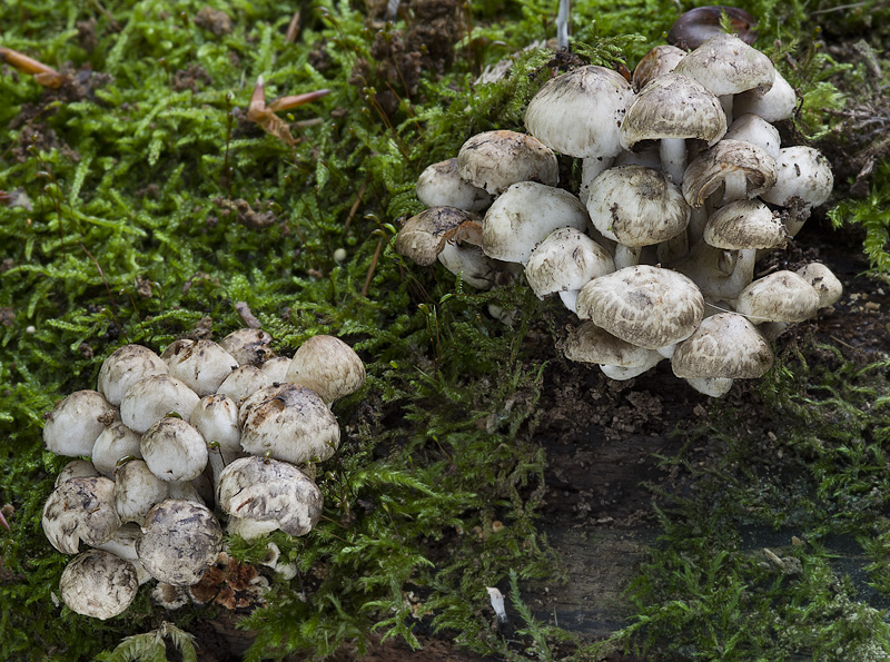 Psathyrella maculata